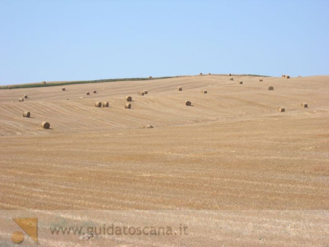 Paesaggi Toscani, campi di grano