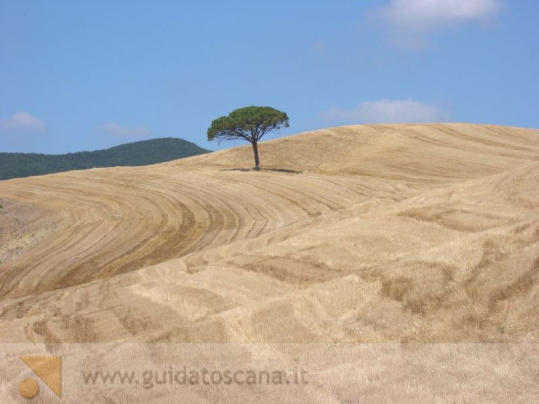 Paesaggi Toscani, campo di grano