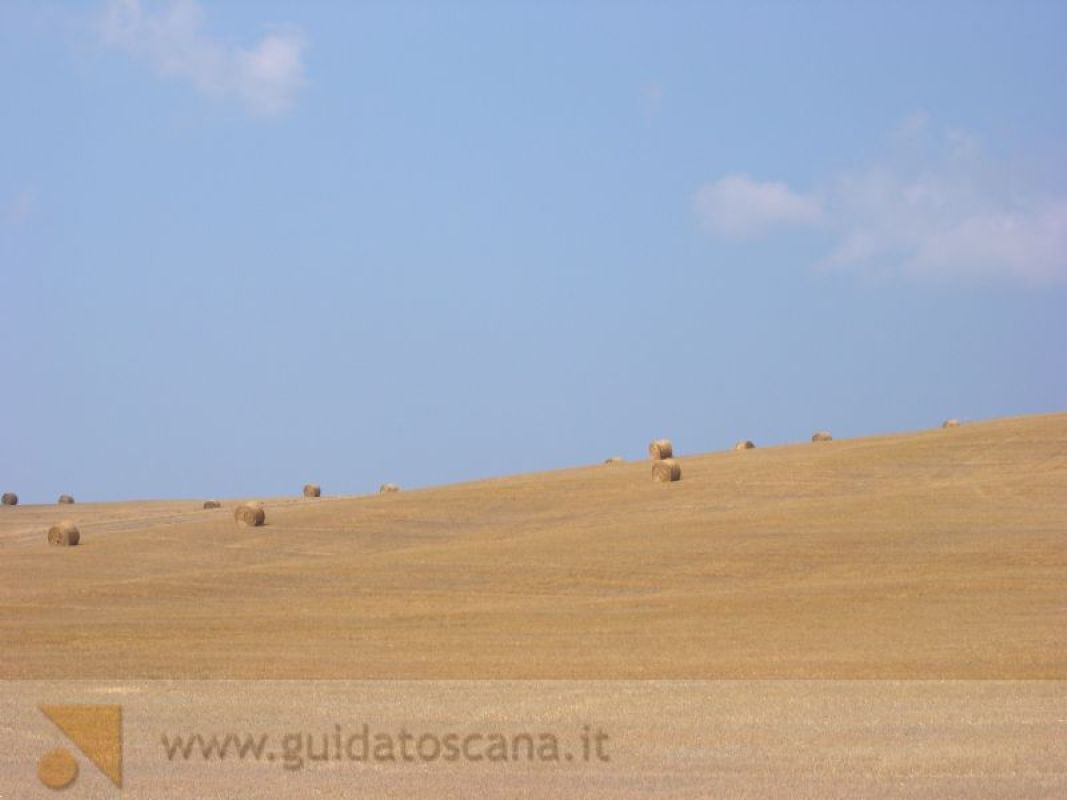 Paesaggi Toscani, campo di grano
