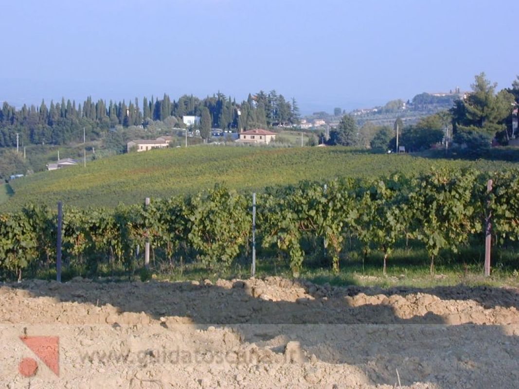 Viti e Vigneti a San Gimignano