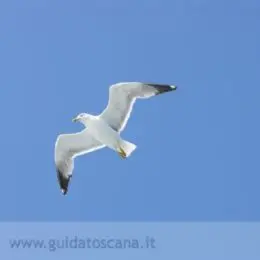 Möwe im Flug