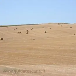 Paesaggi Toscani, campi di grano