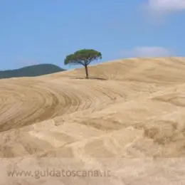 Paesaggi Toscani, campo di grano