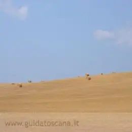 Paesaggi Toscani, campo di grano