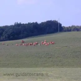 Landschaft bei San Gimignano