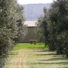 Olivenbäume in Castagneto Carducci