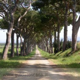 Avenue in Castagneto Carducci