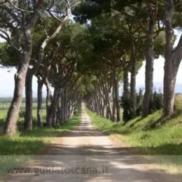 Allee in Castagneto Carducci