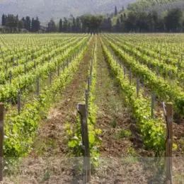 Vignobles à Bolgheri