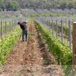 Vignobles à Castagneto Carducci