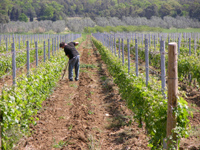 Weinberge Bolgheri